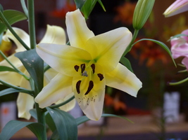 Foto: Dr. Peter Müller